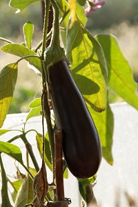 Aubergine - Eggplant